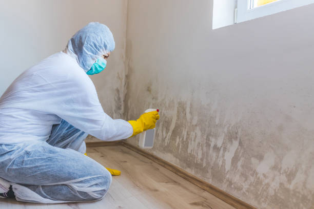 Licensed Mold Inspection service in Hamilton, GA - WQB Mold Removal