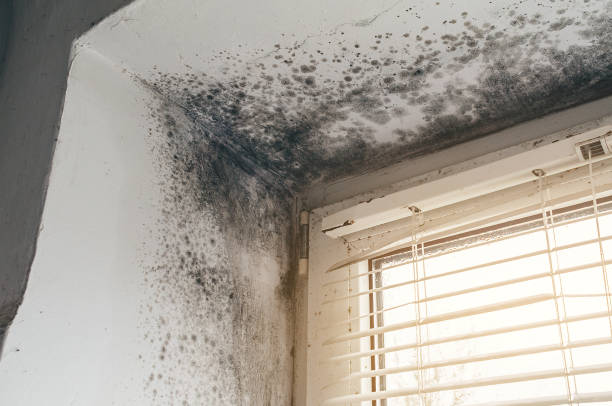 Affordable Mold Inspection solutions in Hamilton, GA